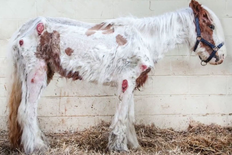 pony on the brink of death